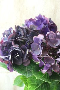 秋色紫陽花 "ディープパープル" No.5