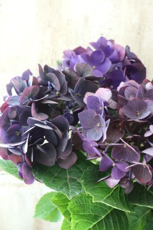 画像1: 秋色紫陽花 "ディープパープル" No.5