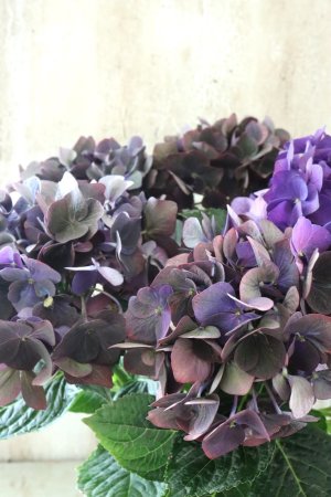 画像2: 秋色紫陽花 "ディープパープル" No.4