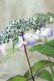画像4: 山紫陽花 "虹紫" 14cmポット