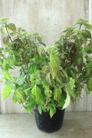 画像13: 山紫陽花 "緑宝" 14cmポット