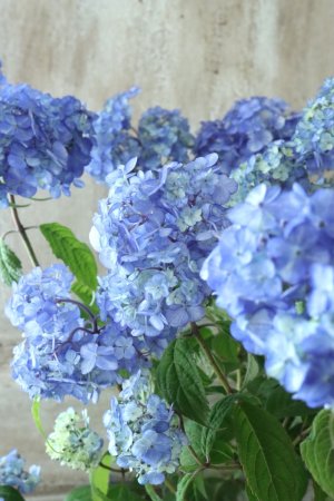 画像1: 山紫陽花 "津江のこでまり" 14cmポット
