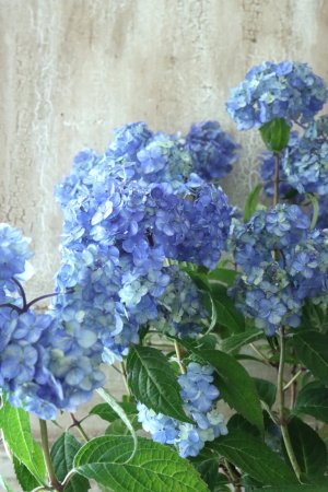 画像4: 山紫陽花 "津江のこでまり" 14cmポット