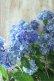 画像4: 山紫陽花 "津江のこでまり" 14cmポット