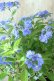 画像5: 山紫陽花 "美栄の華" 14cmポット