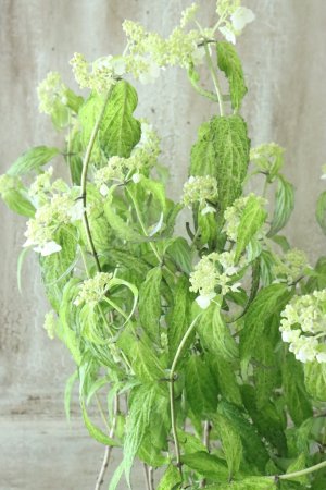 画像3: 山紫陽花 "散り斑天城甘茶" 14cmポット