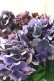 画像5: 秋色紫陽花 "ディープパープル" No.3
