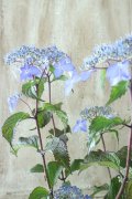 山紫陽花 "しゅりけん" 14cmポット