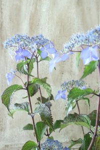 山紫陽花 "しゅりけん" 14cmポット