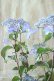 画像1: 山紫陽花 "しゅりけん" 14cmポット (1)