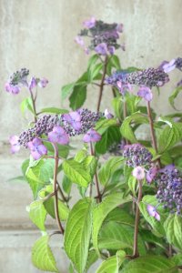 山紫陽花 "日高新錦" 14cmポット