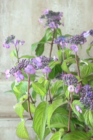 画像1: 山紫陽花 "日高新錦" 14cmポット