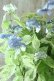 画像4: 山紫陽花 "エゾチリフ" 14cmポット