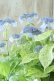 画像3: 山紫陽花 "エゾチリフ" 14cmポット