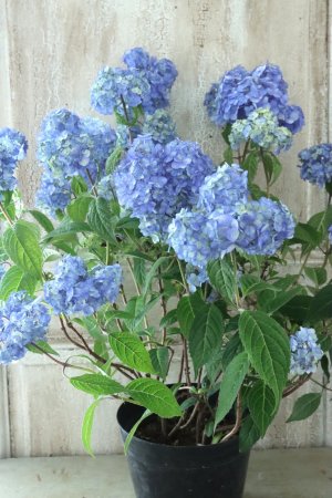 画像6: 山紫陽花 "津江のこでまり" 14cmポット