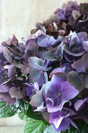 画像2: 秋色紫陽花 "ディープパープル" No.3