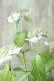 画像4: 山紫陽花 "清澄沢" 14cmポット