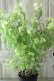 画像8: 山紫陽花 "散り斑天城甘茶" 14cmポット