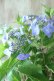 画像8: 山紫陽花 "夜明けまえ" 14cmポット