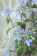 画像4: 山紫陽花 "しゅりけん" 14cmポット