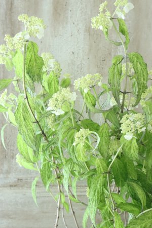画像6: 山紫陽花 "散り斑天城甘茶" 14cmポット