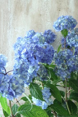 画像5: 山紫陽花 "津江のこでまり" 14cmポット