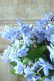 画像4: 山紫陽花 "剣の舞" 14cmポット