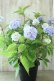 画像9: 山紫陽花 "無双の舞" 14cmポット