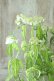 画像4: 山紫陽花 "散り斑天城甘茶" 14cmポット