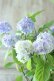 画像2: 山紫陽花 "無双の舞" 14cmポット (2)
