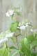 画像3: 山紫陽花 "清澄沢" 14cmポット