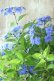 画像4: 山紫陽花 "美栄の華" 14cmポット
