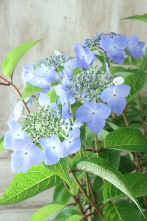 画像5: 山紫陽花 "夜明けまえ" 14cmポット
