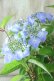 画像5: 山紫陽花 "夜明けまえ" 14cmポット