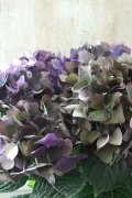 秋色紫陽花 "ディープパープル" No.2