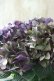 画像1: 秋色紫陽花 "ディープパープル" No.2 (1)