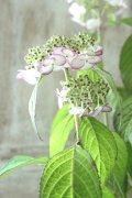 山紫陽花 "清澄沢" 14cmポット