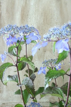 画像2: 山紫陽花 "しゅりけん" 14cmポット