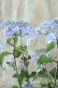 画像2: 山紫陽花 "しゅりけん" 14cmポット (2)