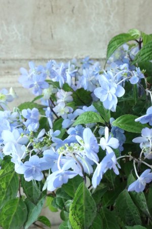 画像2: 山紫陽花 "剣の舞" 14cmポット