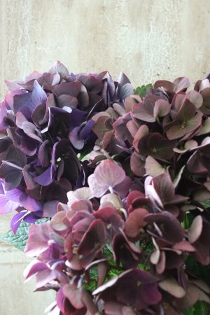 画像1: 秋色紫陽花 "ディープパープル" No.1