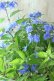 画像2: 山紫陽花 "美栄の華" 14cmポット (2)