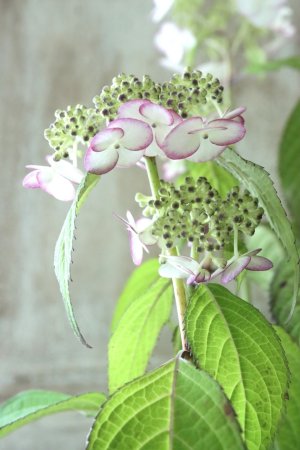 画像2: 山紫陽花 "清澄沢" 14cmポット