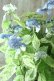画像5: 山紫陽花 "エゾチリフ" 14cmポット