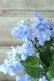 画像7: 山紫陽花 "剣の舞" 14cmポット