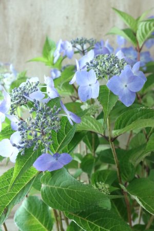 画像7: 山紫陽花 "夜明けまえ" 14cmポット