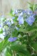 画像7: 山紫陽花 "夜明けまえ" 14cmポット
