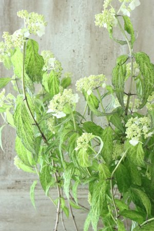画像7: 山紫陽花 "散り斑天城甘茶" 14cmポット