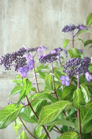 画像4: 山紫陽花 "日高新錦" 14cmポット