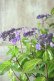 画像4: 山紫陽花 "日高新錦" 14cmポット